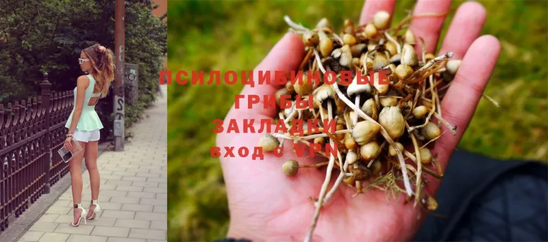 как найти закладки  Алейск  Галлюциногенные грибы MAGIC MUSHROOMS 